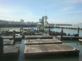 Pier 39 Sea Lions